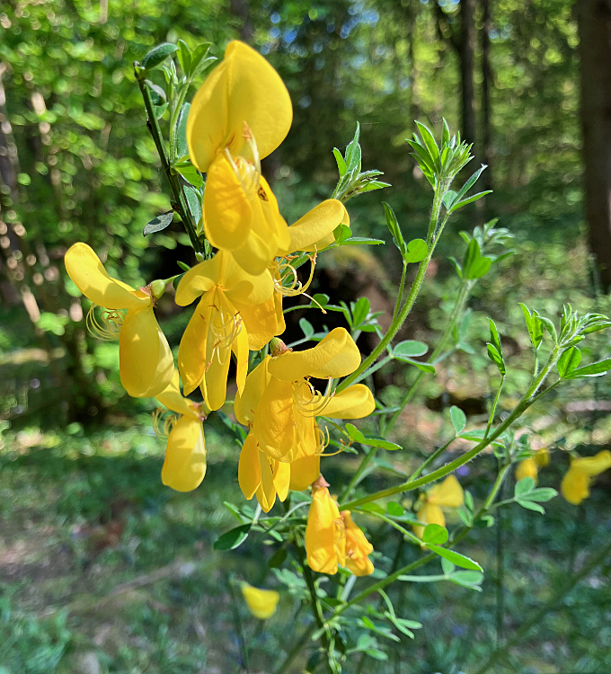 Broom flowers