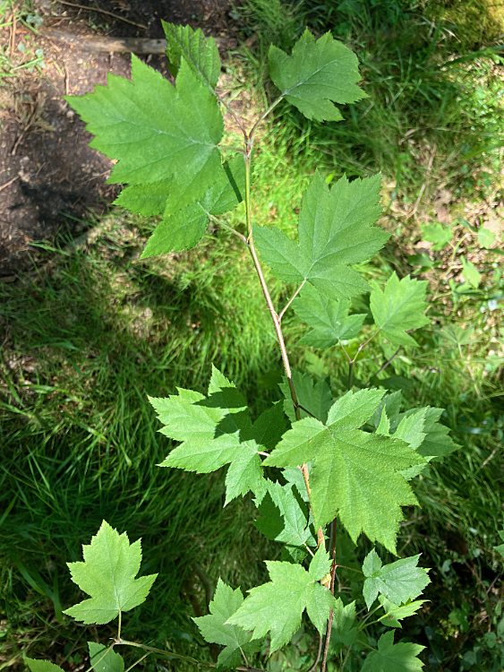 Wild Service tree sapling