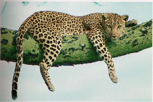 http://www.freshworship.org/files/images/Leopard_green_branch.jpg